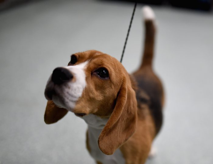 national dog day 2018