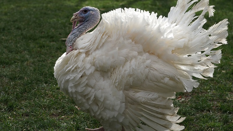 Schools Are Closed on Thanksgiving
