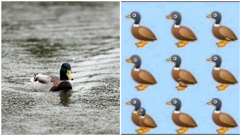 How Many Ducks Do You See?