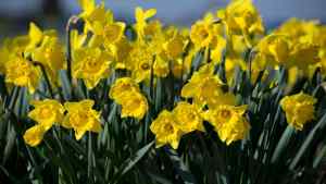 Ideas for Mother's Day During Quarantine