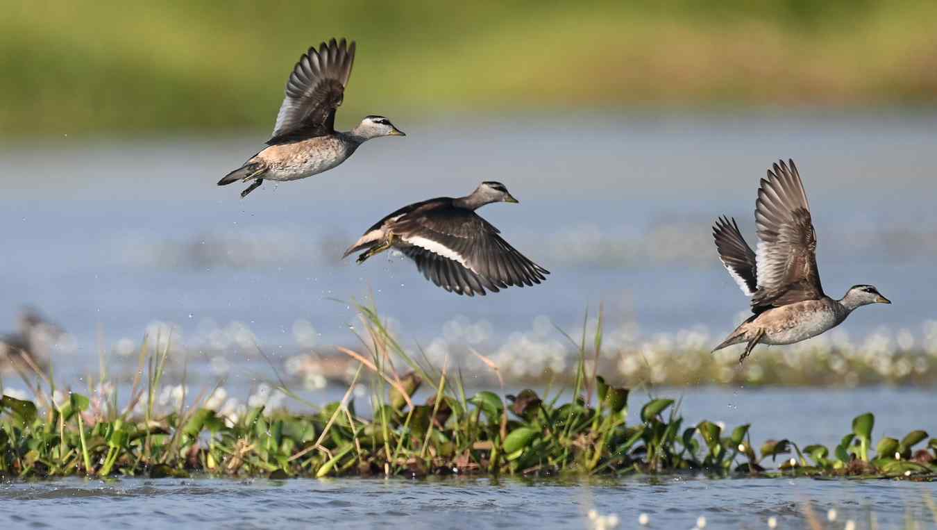 A bird and a fish fall in love riddle