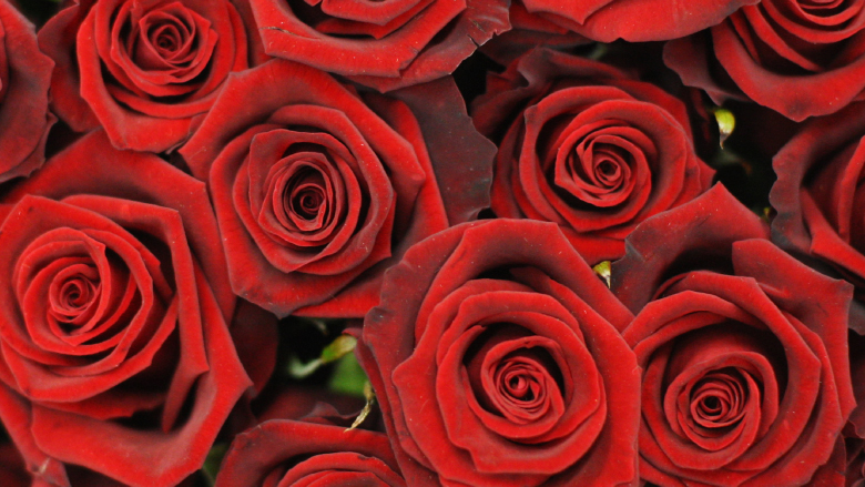 Red Roses
