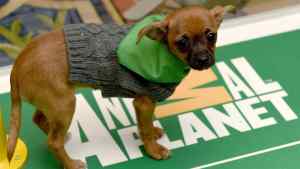 Puppy Bowl 2021 Time and Channel