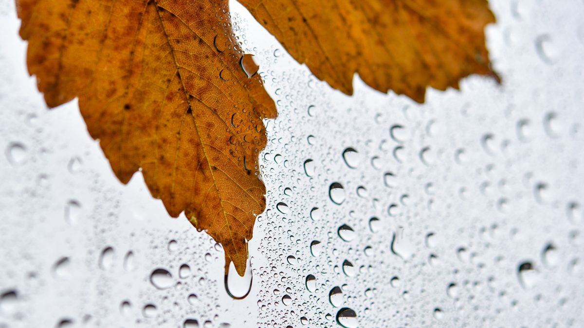 Autumn leaf in rain