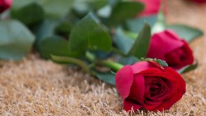 Red roses on ground